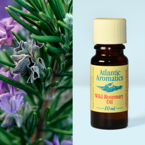 Atlantic Aromatics Wild Rosemary