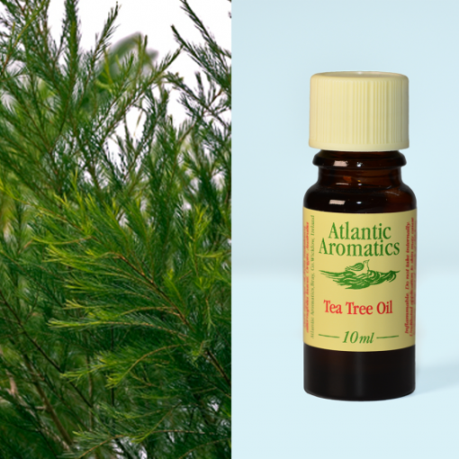 Atlantic Aromatics Tea tree Oil